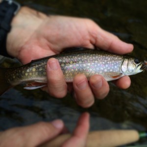 native brookie