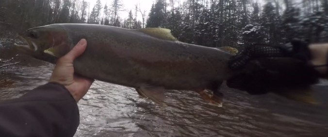 john steelhead 2016